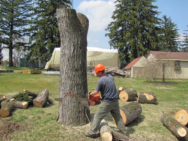 The Pruning of Trees